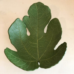 Feuilles-figuier